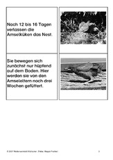 Aufzucht-der-Jungen-SW-3.pdf
